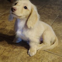 Dachshund Puppies from Stacie's Charming Doxies