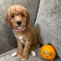 Hermione - Red  female Goldendoodle puppy in Conroe, Texas from Tails of Cypress