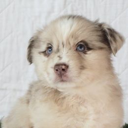 Miniature Australian Shepherds from Chestnut's Puppies