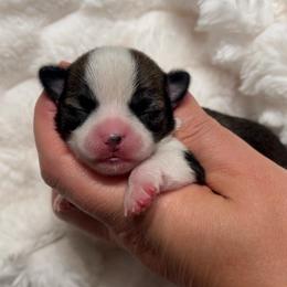 Girl 1 - Sable spotted white female Chihuahua puppy in Michigan from Fanciful Thrills Kennel