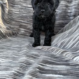 Misty - Black and white Cavapoo puppy in Yacolt, Washington from Olga's Cavapoo