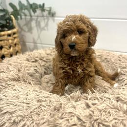 Holly - Red  female Goldendoodle puppy in Indianapolis, Indiana from Indy Doodle Co.