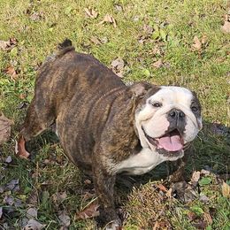 Maryann - Bulldog