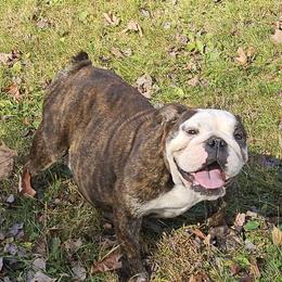 Maryann - Bulldog
