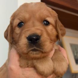 Cupcake - Dark golden female Golden Retriever puppy in Chico, California from Glenmac Goldens