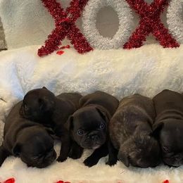 French Bulldog Puppies from Infinity Frenchies