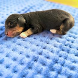 Donetello - Black and tan male Dachshund puppy in Marion, Ohio from Doodles & Doxies