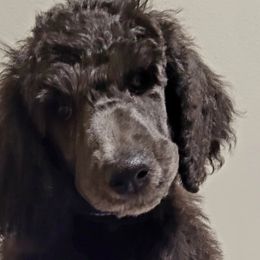 Panther - Blue Poodle puppy in Kronenwetter, Wisconsin from Amanda's Poodles