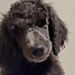 Panther - Blue Poodle puppy in Kronenwetter, Wisconsin from Amanda's Poodles