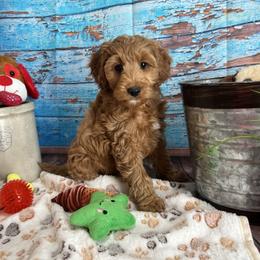 Zeke - Red male Cavapoo puppy in Lebanon, Missouri from Danielle’s Doodles