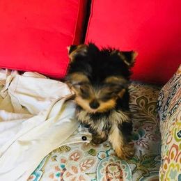 Yorkshire Terriers from Robbie Gaffney