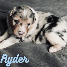 Ryder - Blue merle male Australian Shepherd puppy in Jeddo, Michigan from Blue Water Aussies