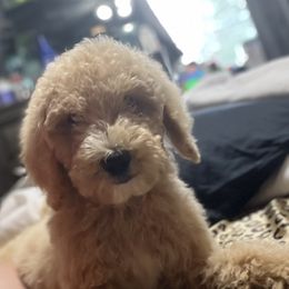 Goldendoodle Puppies from BLK