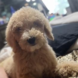 Goldendoodle Puppies from BLK