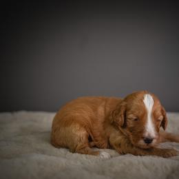 Gatsby - Red male Bernedoodle puppy in Caldwell, Idaho from Boise Doodle Co.