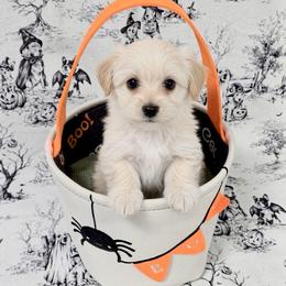 Mowgli - White and tan male Morkie puppy in Tucson, Arizona from Sun-Kissed Morkies