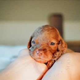 Green Collar - Red male Cockapoo puppy in Missoula, Montana from Big Sky Cockapoos