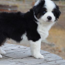 Miniature American Shepherd and Miniature Australian Shepherd Puppies from Back Country Aussies