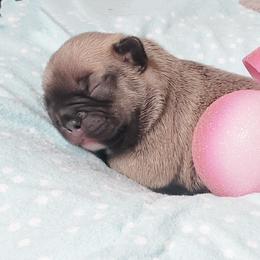 French Bulldog Puppies from PHP's Starbulls