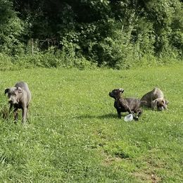 Cane Corso All Grown Up from Bear Valley Cane Corso