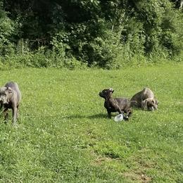 Cane Corso All Grown Up from Bear Valley Cane Corso