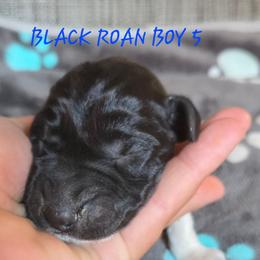 Boy 5 - Black roan male German Shorthaired Pointer puppy in China Township, Michigan from Snell's Superior Kennel Dobermann & GSP