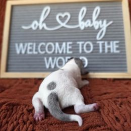 Grey and white boy - Piebald male Dachshund puppy in Port Orchard, Washington from Haus of Wiener Schnitzel
