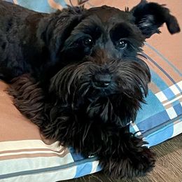 Miniature Schnauzer puppies from Pam's Schnauzers