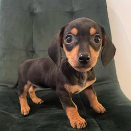 Girl 3 - Black and tan female Dachshund puppy in Los Angeles, California from Sensational Sausages