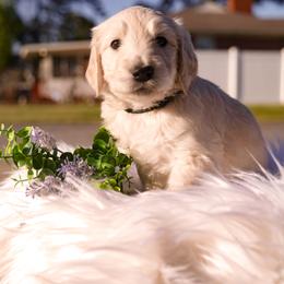 Luna - Cream female Goldendoodle puppy in Portsmouth, Virginia from Hopping Howlers Ranch