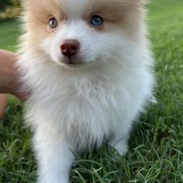 Pomeranian Puppies from Verdigris Valley Poms