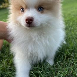 Pomeranian Puppies from Verdigris Valley Poms