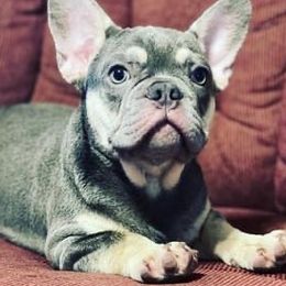 Brandy - French Bulldog