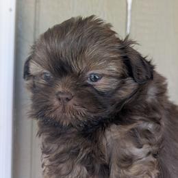 Liver sable boy - Liver male Shih Tzu puppy in Amherst, Maine from McKayla Hairston