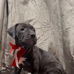 Black VELVET - Black female American Bully puppy in Texas from TEXAS BULLY FAMILY