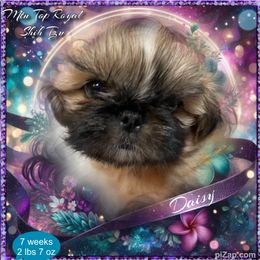 Shih Tzu Puppies from Mtn Top Royal Shih Tzu