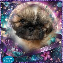 Shih Tzu Puppies from Mtn Top Royal Shih Tzu