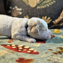 Girl 4 - female Lagotto Romagnolo puppy in Westlake, Oregon from Premier Truffles