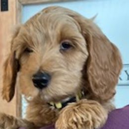Stevie - Goldendoodle puppy from Coppers Mountain Goldendoodles