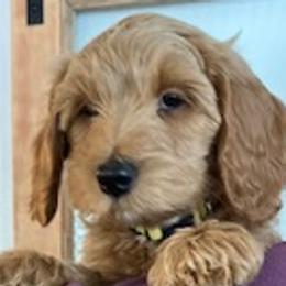 Stevie - Goldendoodle puppy from Coppers Mountain Goldendoodles