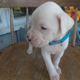 Boxer Puppies from Appelachia Boxers