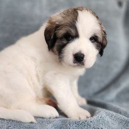 Anya - Great Pyrenees puppy from Flewelling Great Pyrenees