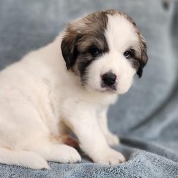 Anya - Great Pyrenees puppy from Flewelling Great Pyrenees