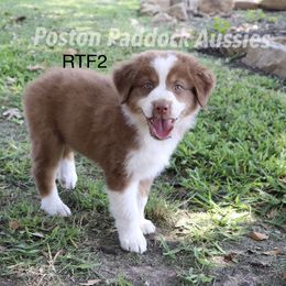 "$500" Aussiedoodle, Australian Shepherd, and Miniature Australian Shepherd Puppies from Poston Paddock Aussies LLC