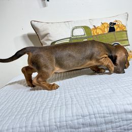 Copper - Red male Dachshund puppy in Bala Cynwyd, Pennsylvania from Hotdawgz Standard AKC Dachshunds