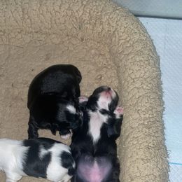 Shih Tzu Puppies from Keepin' it X-tra Shih-Tzu