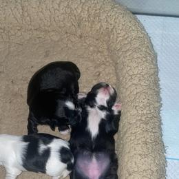 Shih Tzu Puppies from Keepin' it X-tra Shih-Tzu