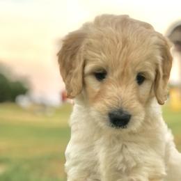 Labradoodle Puppies from I Love U Back Labradoodles