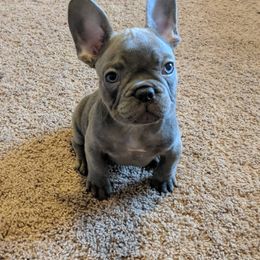 French Bulldog Puppies from Baker Built Frenchies