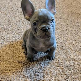 French Bulldog Puppies from Baker Built Frenchies